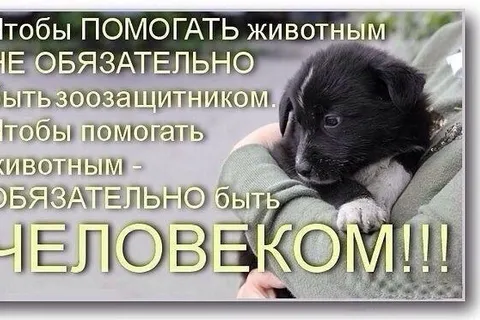 В Ярославле пройдет митинг против хабаровских живодерок