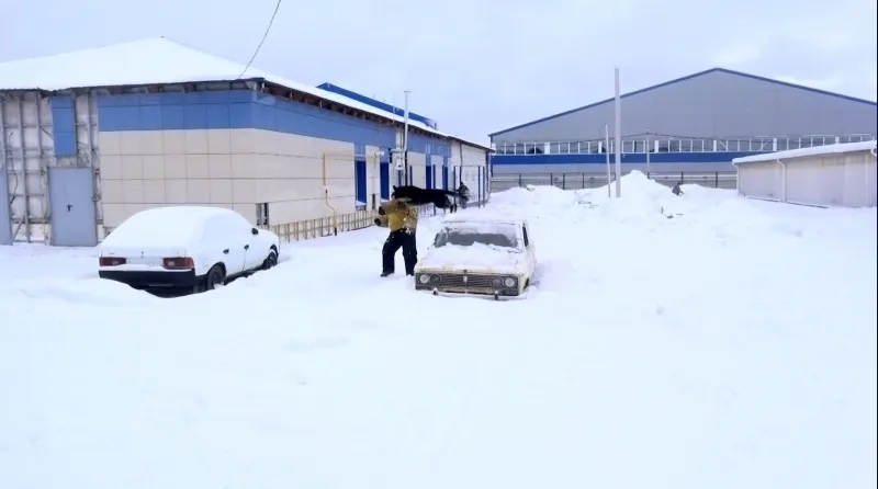 В Ярославле будут снова строить кинологический центр УМВД
