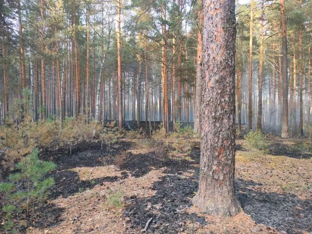 За полгода в Ярославской области сократилась площадь лесных пожаров 