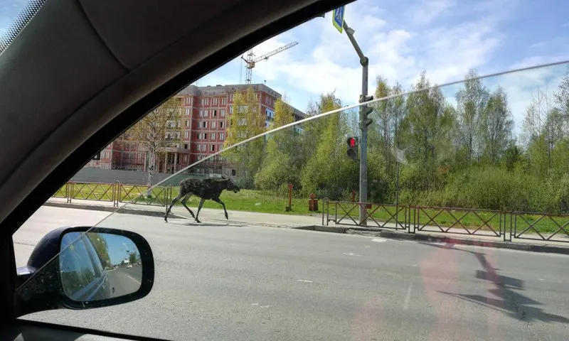 В Ярославле в День Победы по улицам гулял лось