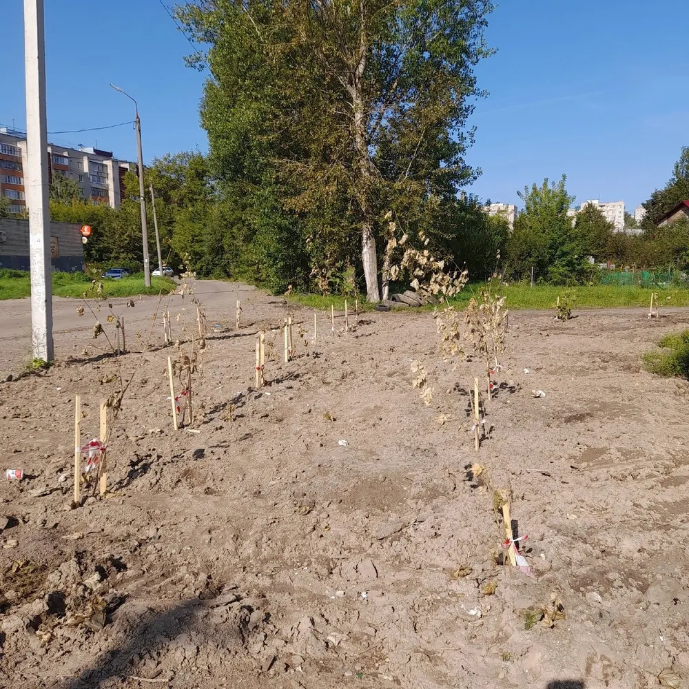 В Ярославле засыхают высаженные депутатом клены