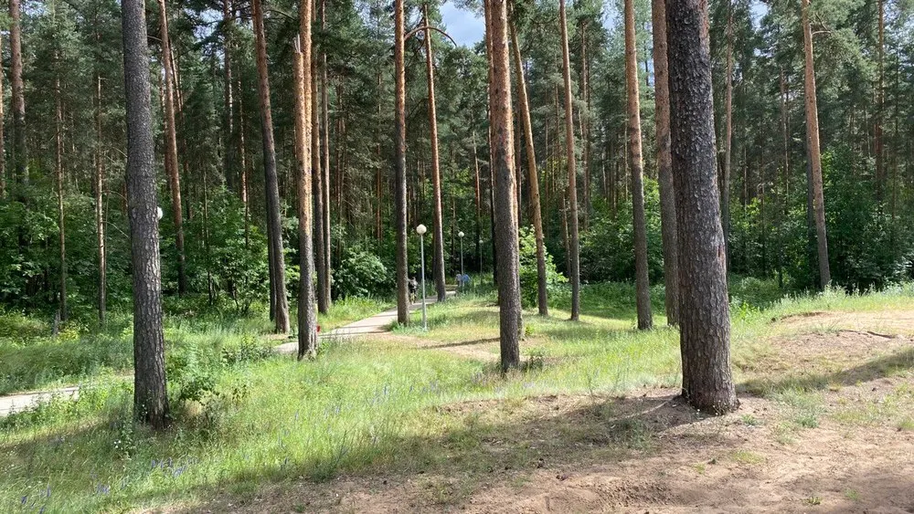 В Ярославле определят охранную зону Тверицкого бора