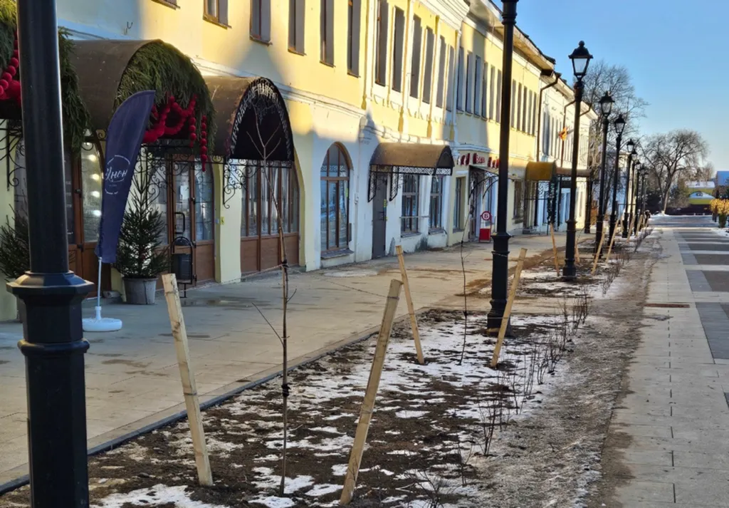 «Сажали в мороз»: в Ростове Великом раскритиковали озеленение улицы