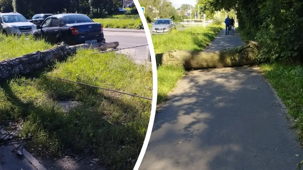 В Ярославле на Суздалке вновь рухнуло дерево