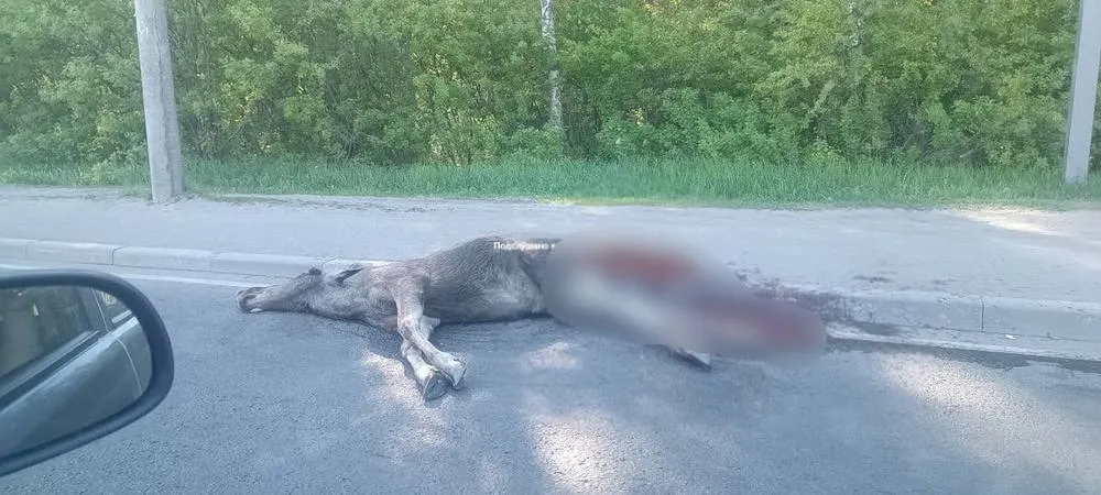 В Ярославле рядом с остановкой сбили лося