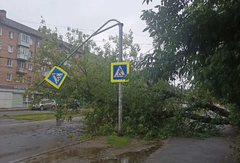 В Ярославле во время непогоды падали деревья