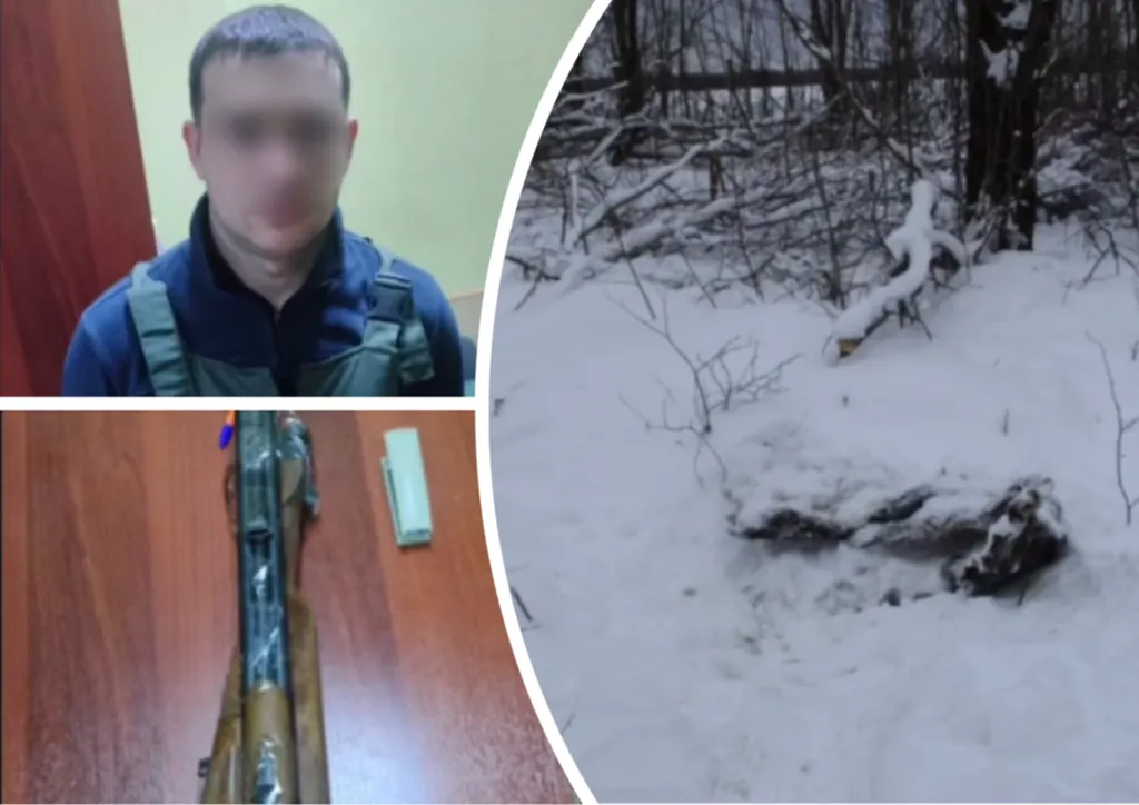 В Ярославской области поймали убившего пять лосей браконьера