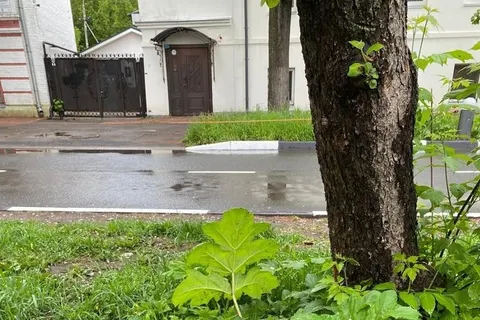 Детский омбудсмен возмущен борщевиком на газонах в центре Ярославля