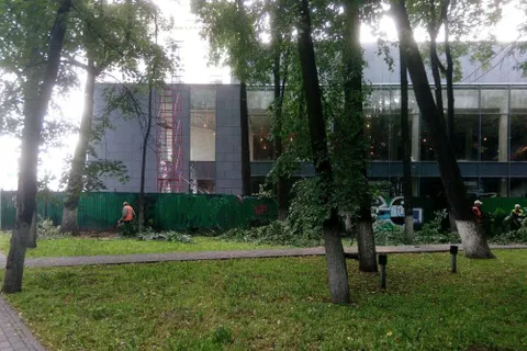 В Ярославле во Власьевском сквере опять обрезали липы