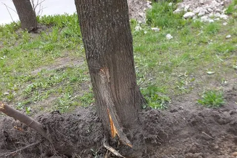 В Ярославле вдоль забора Юбилейного парка «благоустроители» уничтожают липы