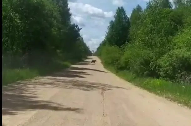 Под Переславлем медведица вышла на дорогу