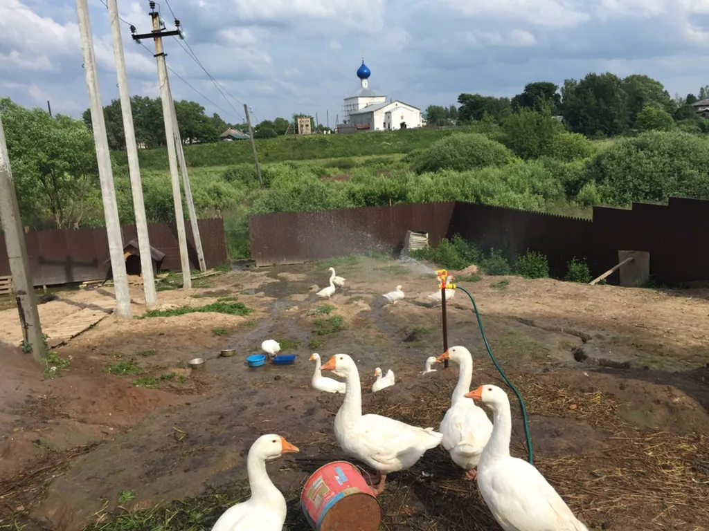 Птичий грипп подбирается к Ярославской области