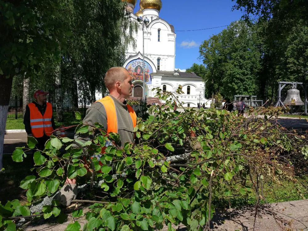 В Ярославле спилили пятьсот сухих деревьев