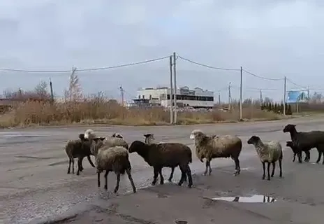 В Ярославле жильцы вызвали МЧС, испугавшись быков на Ленинградском проспекте