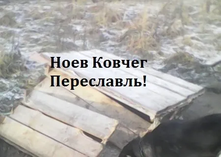 Приют для животных под Переславлем превратился в концлагерь?