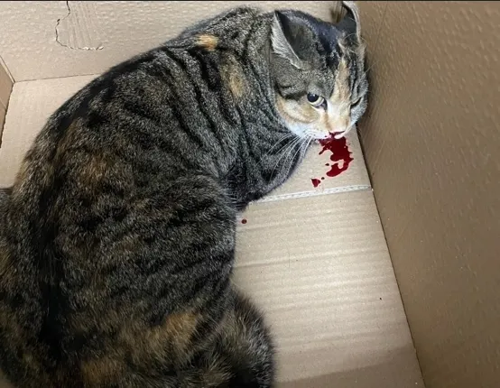 В ярославских пабликах мошенники «спасают» кошку со сломанной челюстью