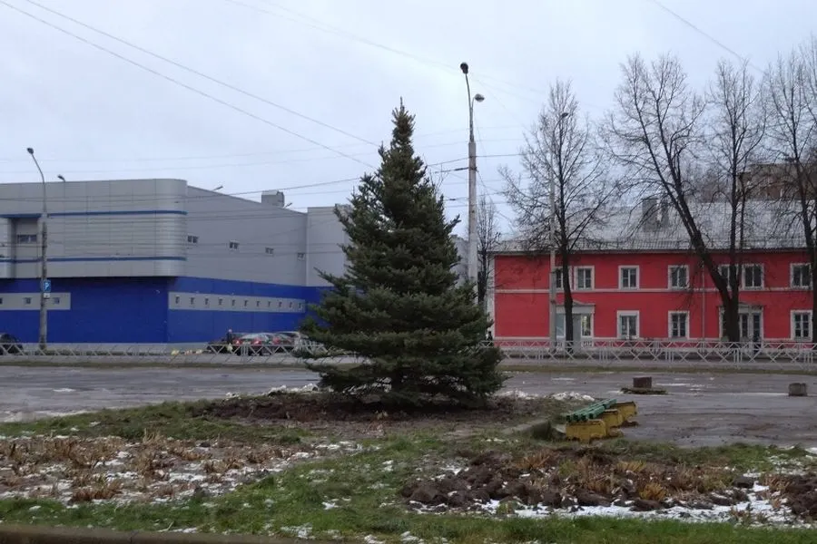 В Рыбинске к новому году посадили пятиметровую ель
