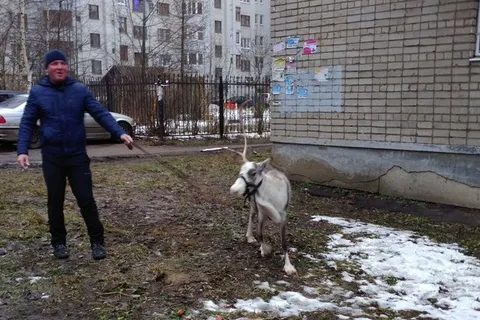 В Ярославле мужчина выгуливал на поводке северного оленя