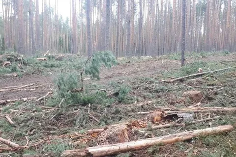 Следственный комитет проверит законности вырубки сосен у музея-заповедника в Карабихе