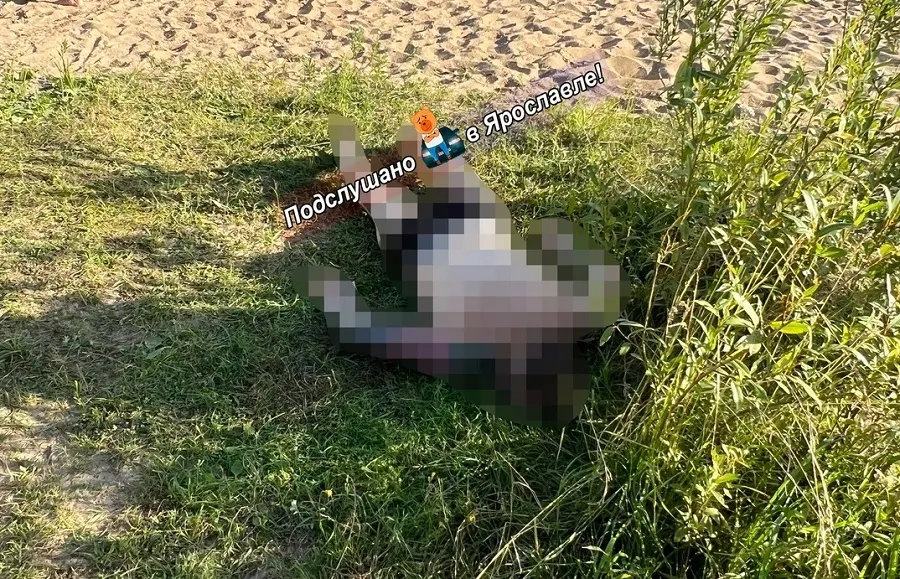 В Ярославле в Волге утонул мужчина