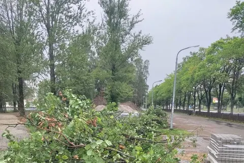 «Мешают трактору»: в ярославском парке подрядчик вырубает липы