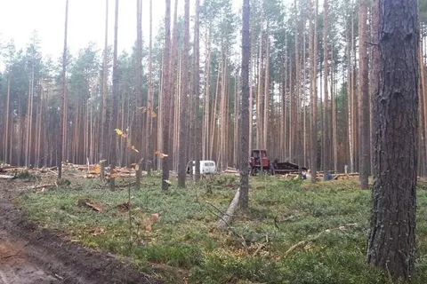 Следственный комитет проверит законности вырубки сосен у музея-заповедника в Карабихе