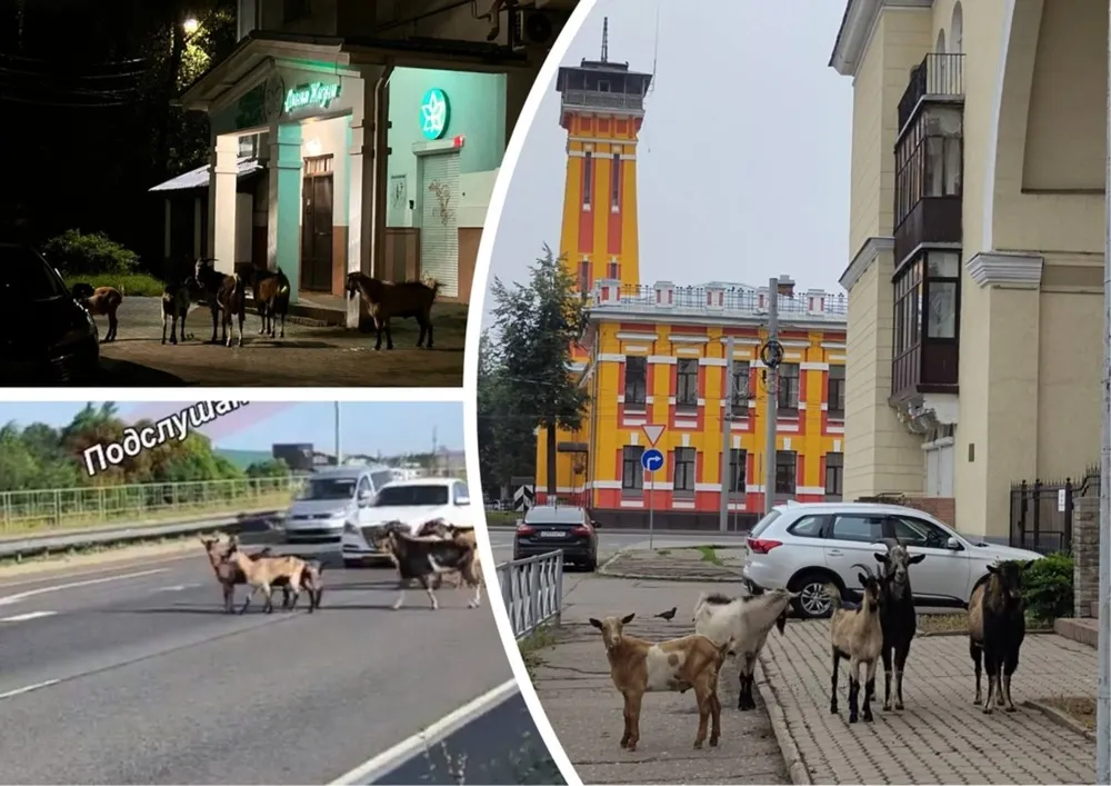 Загулявших ярославских козлов вернули собственнику