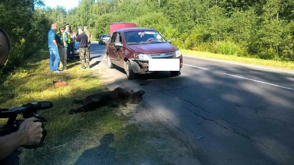 В Рыбинске Ярославской области автомобиль задавил медвежонка