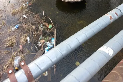 Ярославские утки пришли в шок от человеческого свинства 