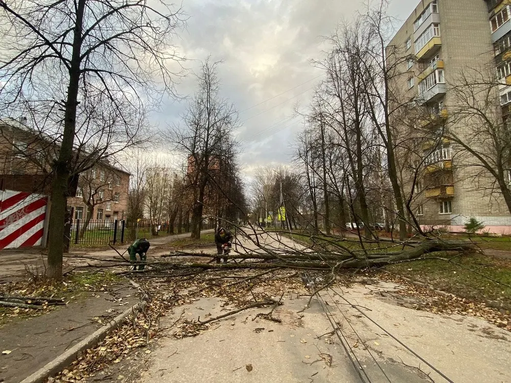 Власти просят ярославцев не оставлять транспорт под деревьями