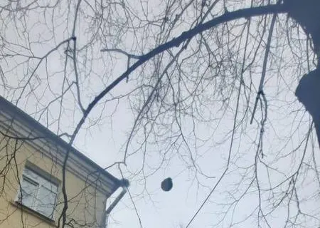В Ярославле на проводах повис пень