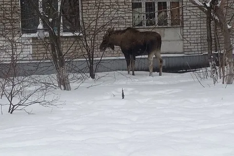 В Ярославле лось зашел в заволжские дворы
