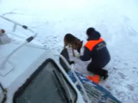 В Ярославле сотрудники МЧС спасли собаку
