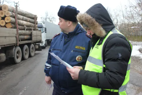 ​В Ярославле по незаконным вырубкам леса ударили очередным рейдом