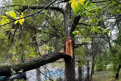 В Ярославле упавшее дерево придавило три автомобиля