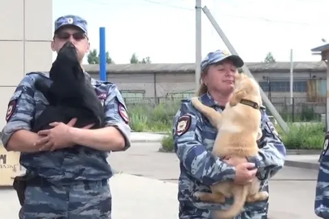 Ярославские полицейские передали спасателям щенка лабрадора
