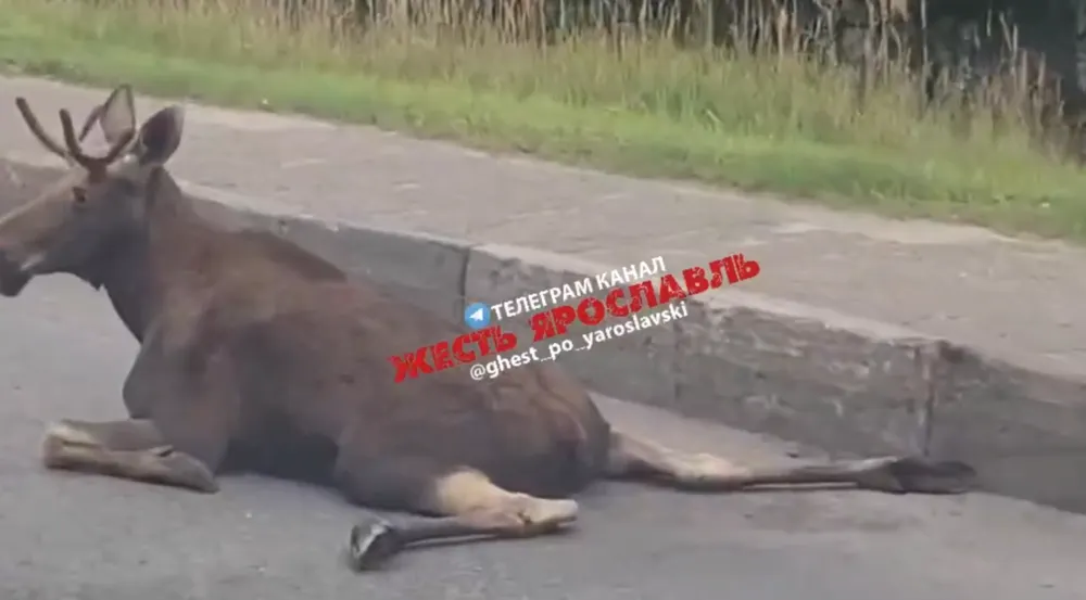 На въезде в Ярославль сбили лося