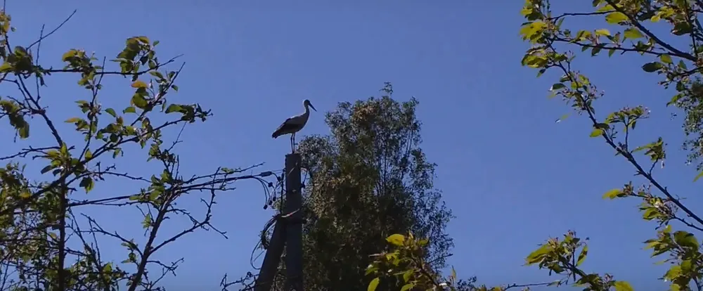 В Ярославскую область вернулись белые аисты: видео