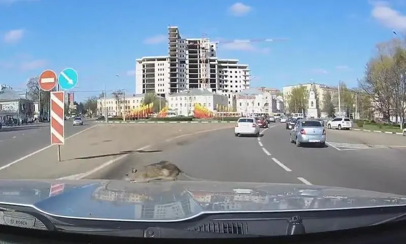 Видео: крыса-экстремал катается на капоте машин по Ярославлю