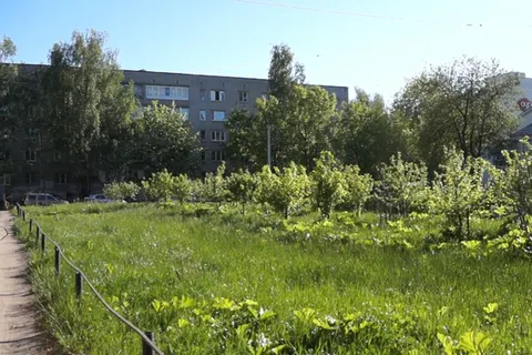 В центре Ярославля вместо яблоневого сада вырос борщевик