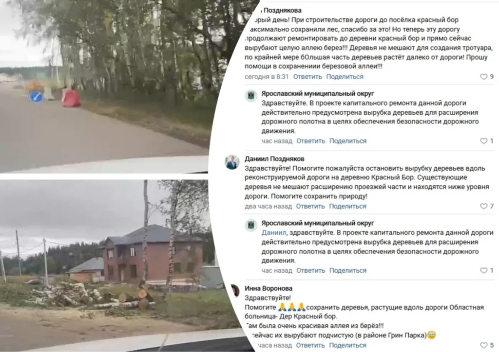 Ярославцы просят спасти от вырубки березовую аллею