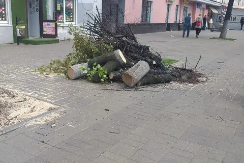 Депутат просит мэрию Ярославля заняться пеньками