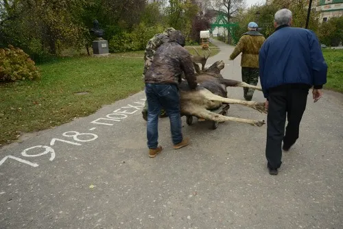 В музее-заповеднике Переславля-Залесского закрыли отдел природы
