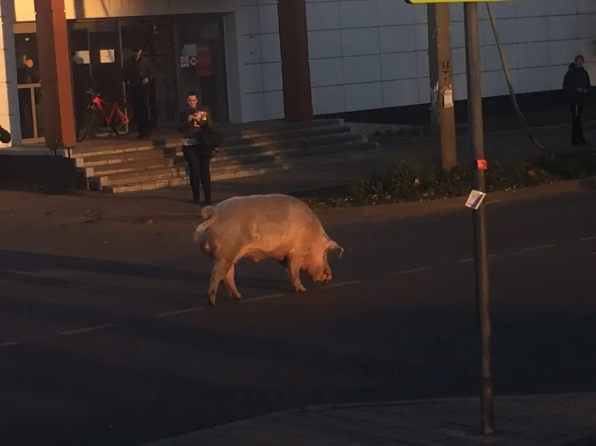 Нашелся хозяин гулявшего по Ярославлю хряка