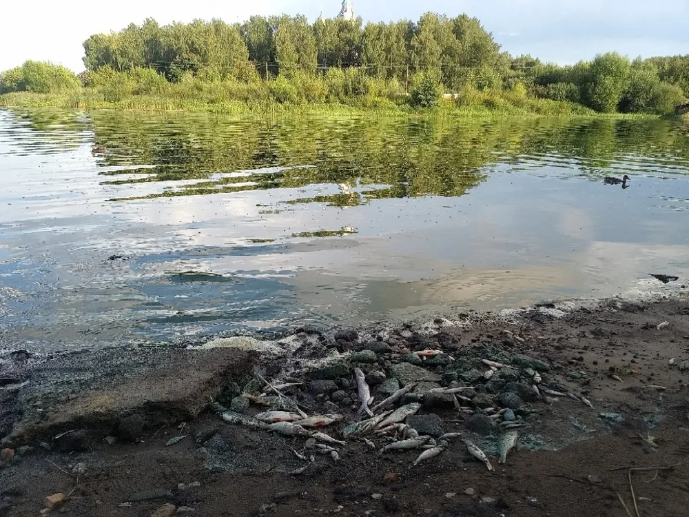 В Ярославской области вновь гибнет рыба